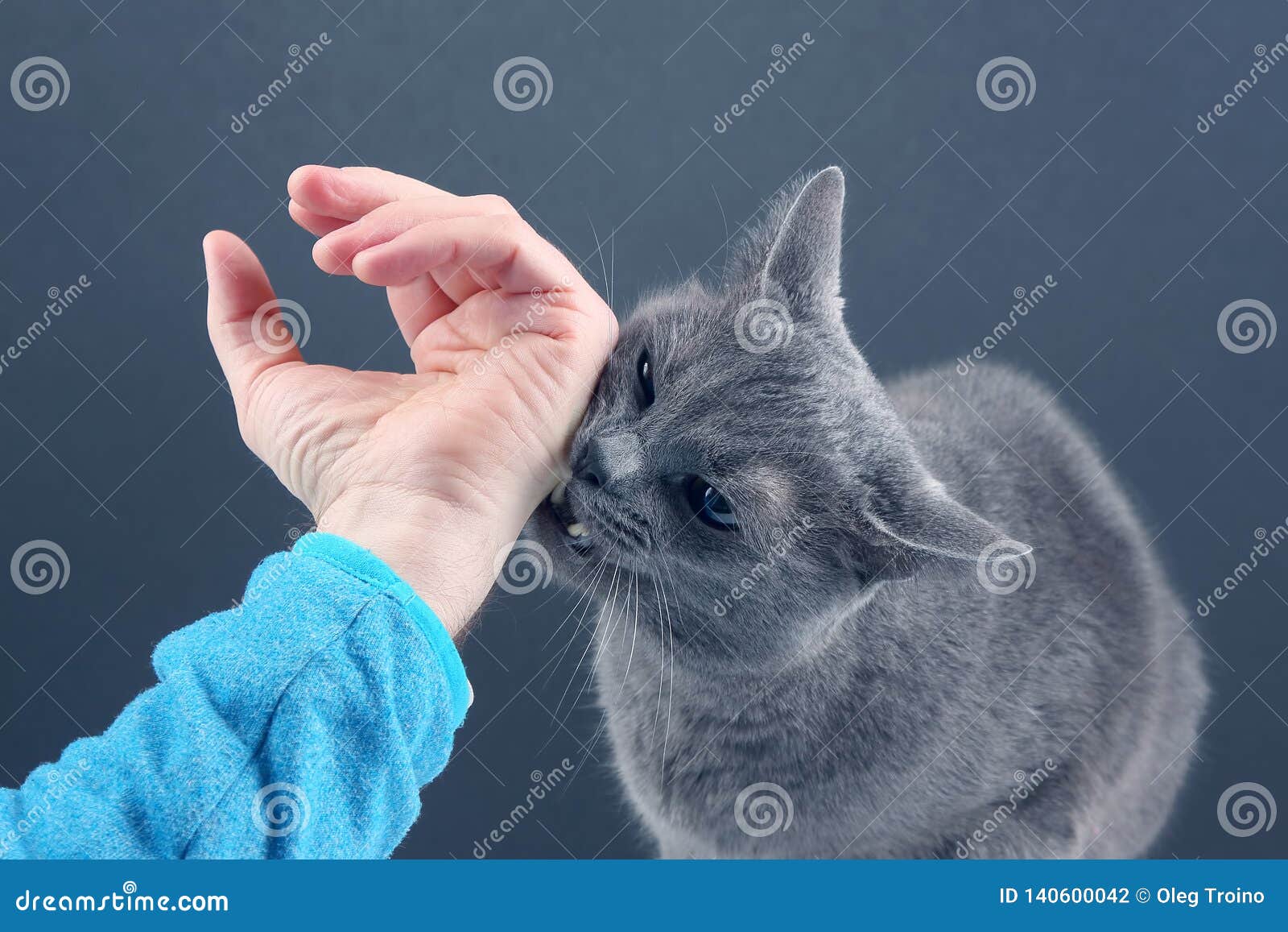Grey Cat Aggressively Biting the Man`s Hand Stock Photo Image of