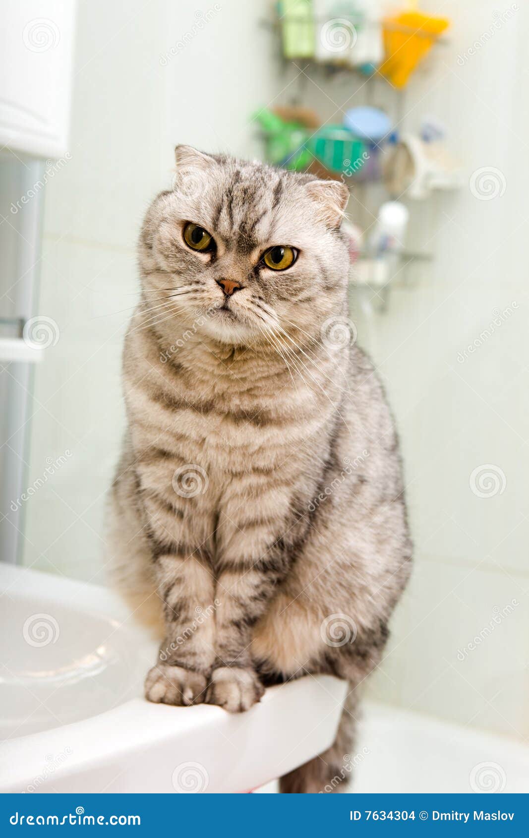 Grey cat in a bathroom stock photo. Image of pets, domestic 7634304