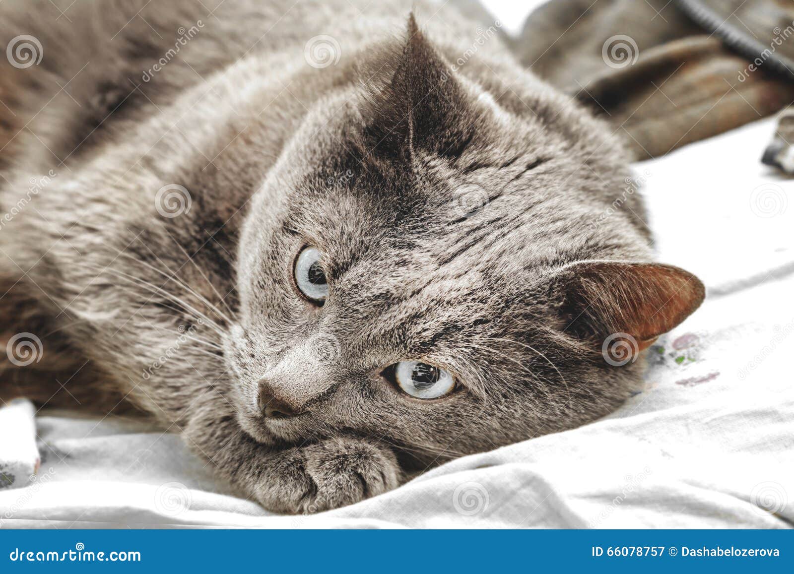 Grey cat with blue eyes stock image. Image of pets, portrait 66078757