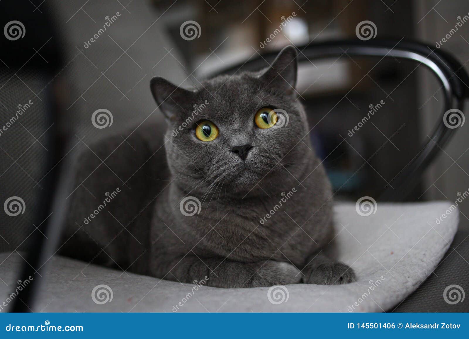 Grey Cat British Scottish Fold With Bright Yellow Eyes Lying On A