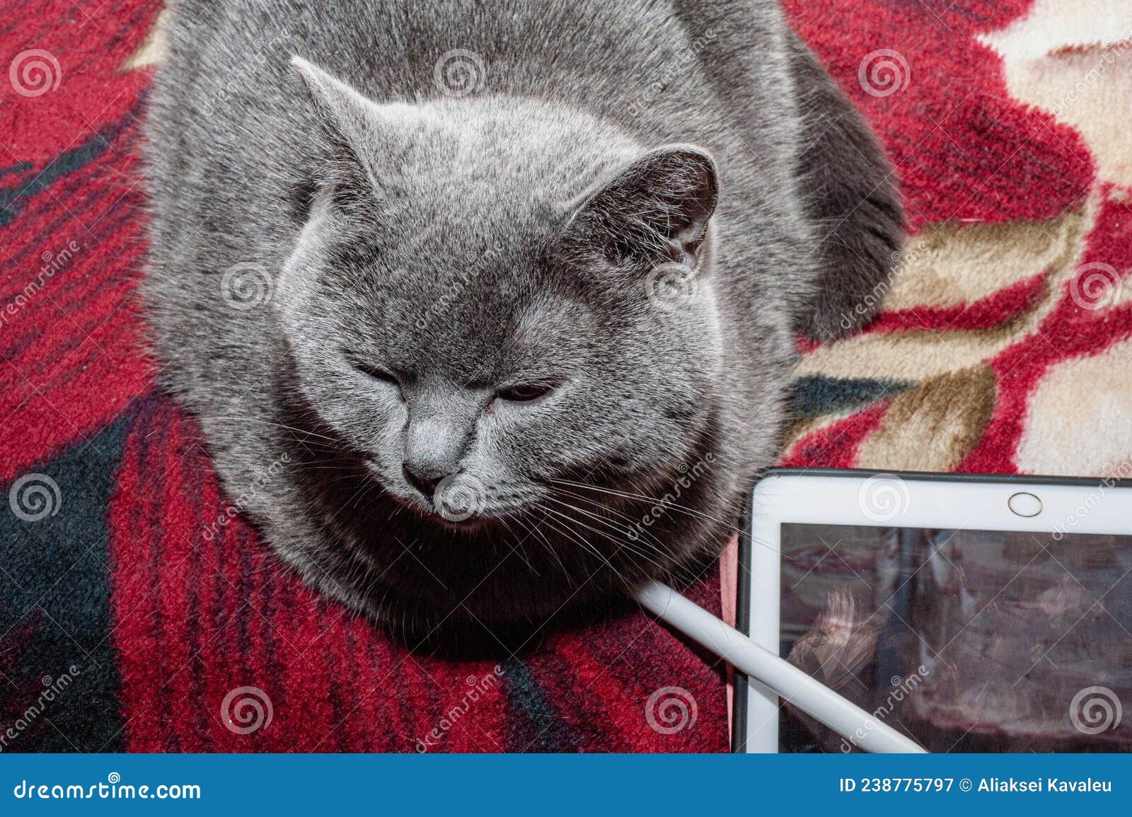 Grey Cat, Electronic Tablet and Stylus, Pet Stock Image Image of