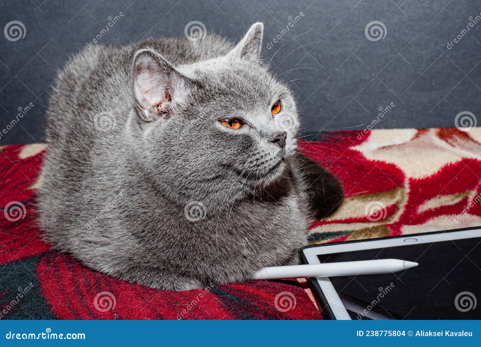 Grey Cat, Electronic Tablet and Stylus, Pet Stock Photo Image of