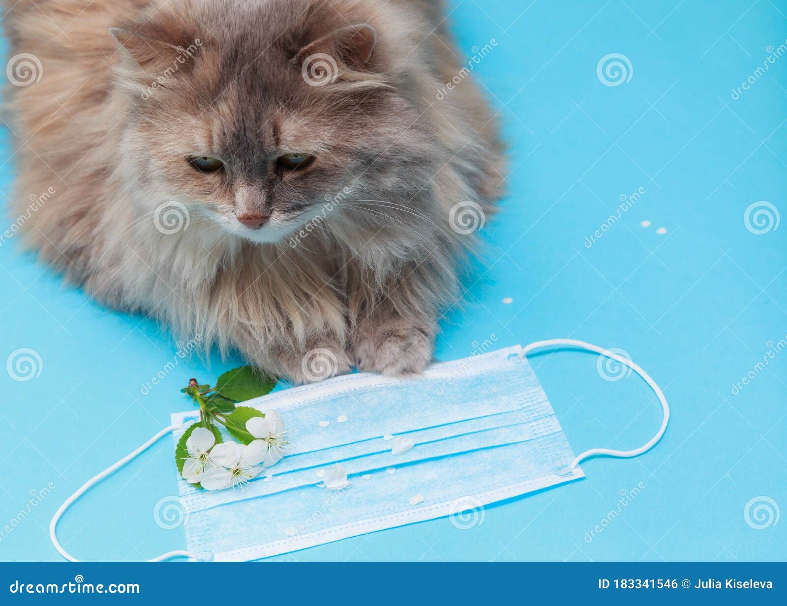 Grey Cat Flowers And Medical Mask On A Blue Background The Concept Of Allergy Stock Photo Image Of Summer Spring 183341546