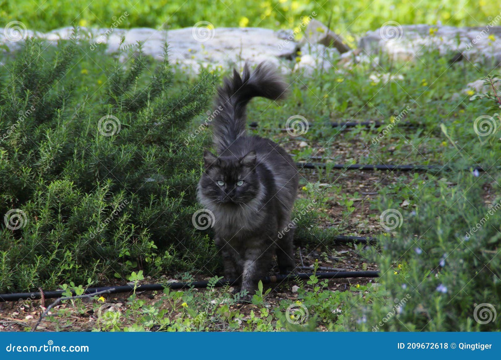 Grey cat in the garden. stock photo. Image of animals 209672618