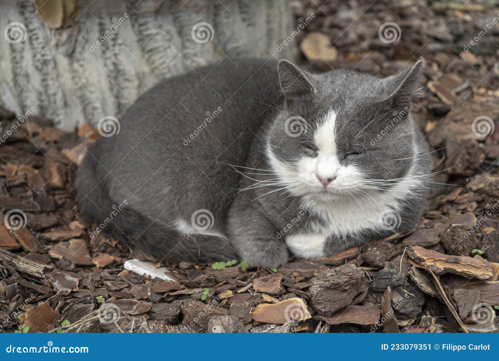 Grey cat garden 2 stock image. Image of european, head 233079351
