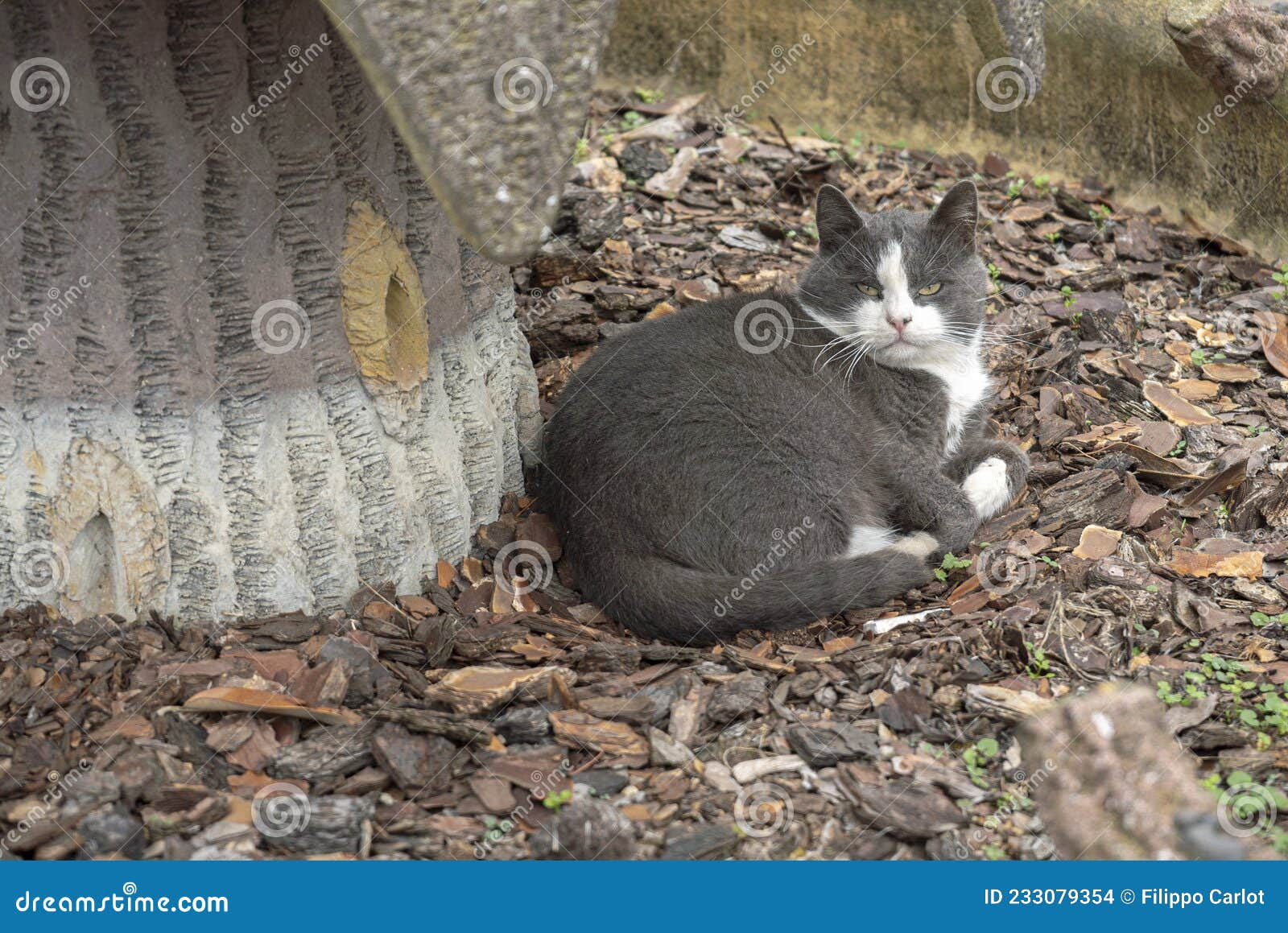Grey cat garden 3 stock photo. Image of grass, hair 233079354