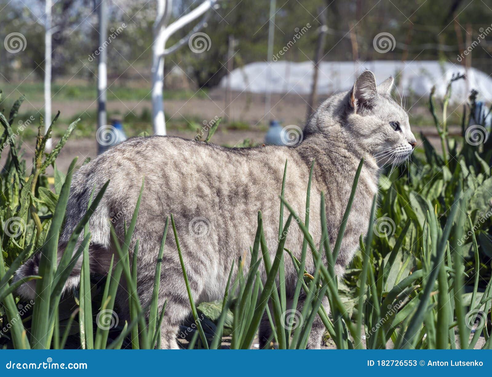 Grey Cat in the Garden in Green Grass Stock Image Image of kitten