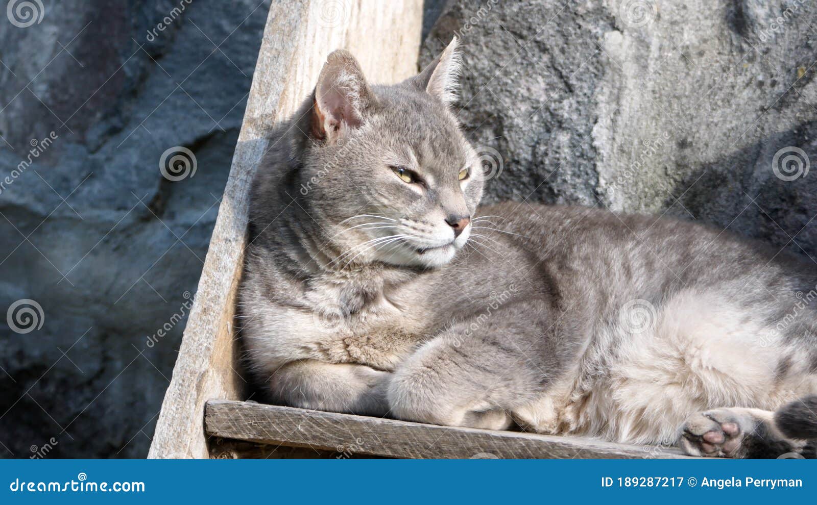 Grey cat on a garden step stock image. Image of cotacachi 189287217