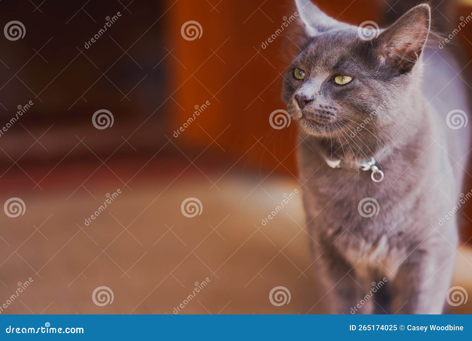 Grey Cat with Green Eyes Exploring Nature Stock Image Image of