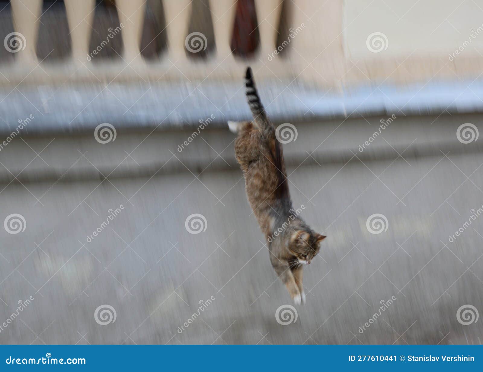 Grey Cat Jumps Down from the Balcony Stock Image Image of wild