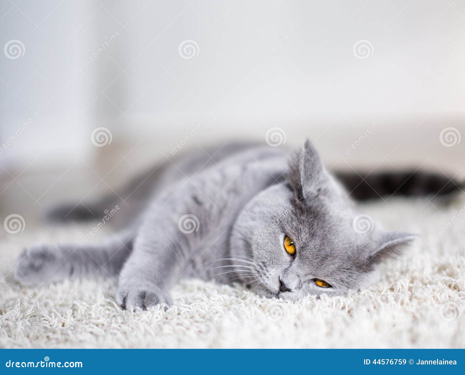 Grey Cat Laying On The Floor Stock Image Image Of Breed Short