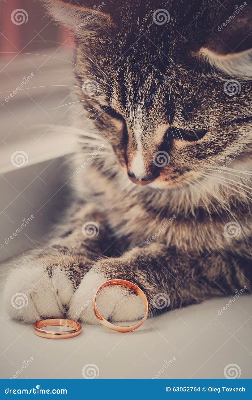 Grey Cat is Lying Next To Wedding Rings Stock Photo - Image of feline ...