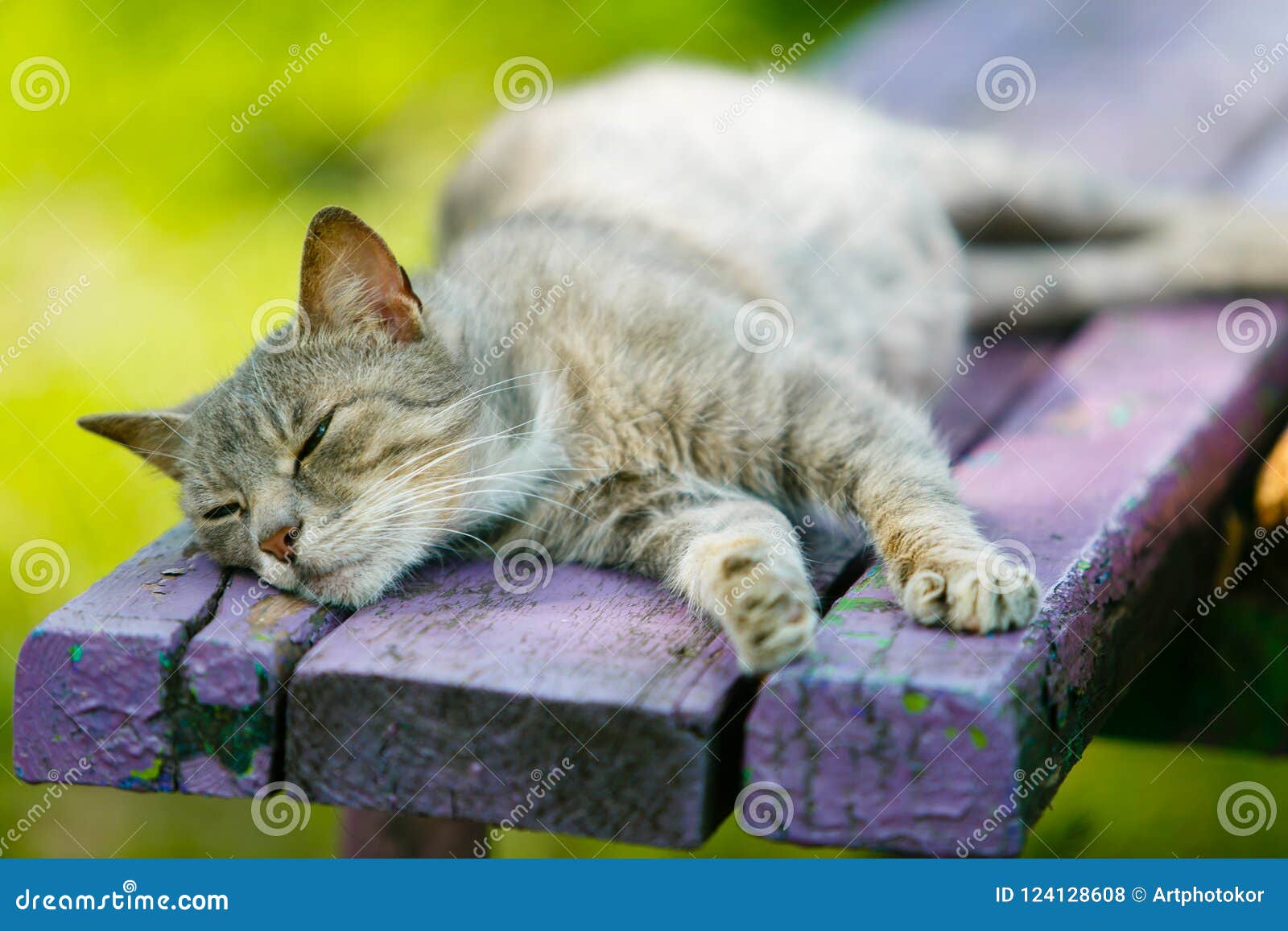 Grey Cat Lying on Old Wooden Bench Stock Photo Image of mammal, animals 124128608