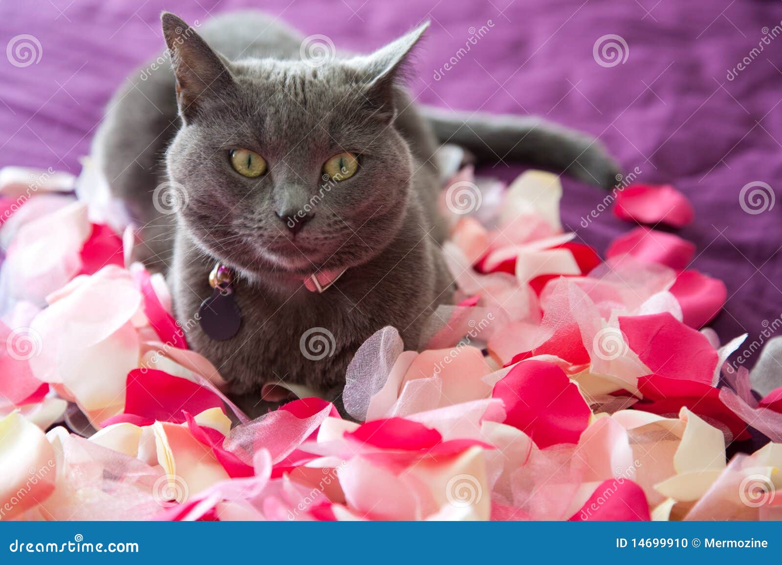 Grey Cat Lying on Petals of Roses. Stock Photo Image of flower