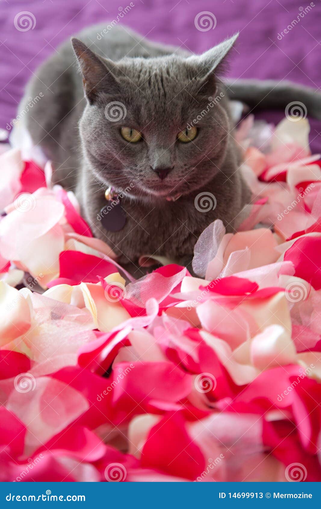 Grey Cat Lying on Petals of Roses. Stock Image Image of beauty, kitty
