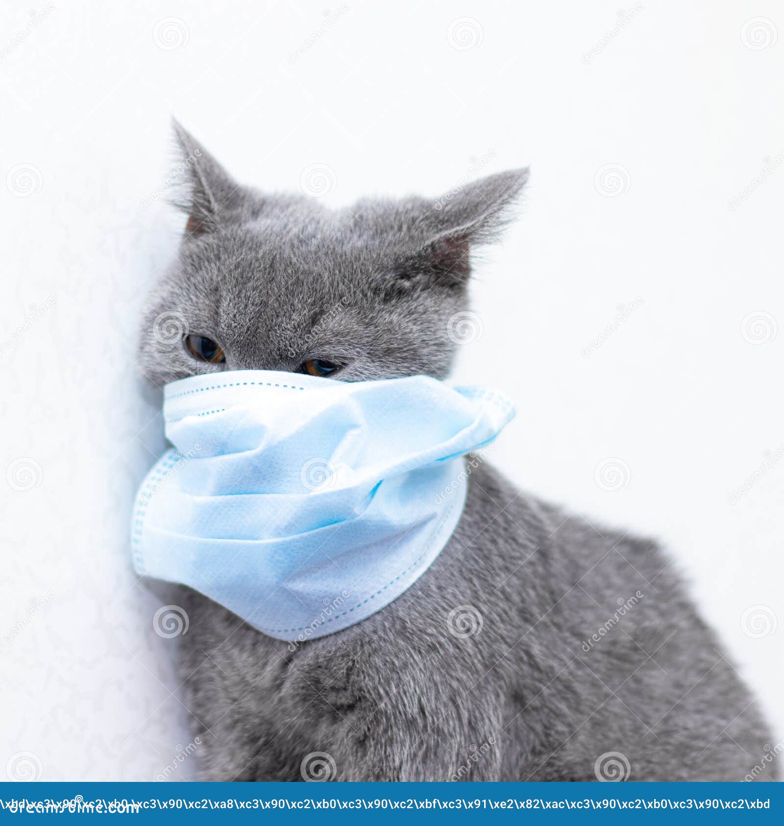 Grey Cat in a Medical Mask . Animal Health. Coronavirus. Coronavirus Disease  in Cats and Animals . Respiratory Protection Stock Photo - Image of  bacteria, gray: 175863248
