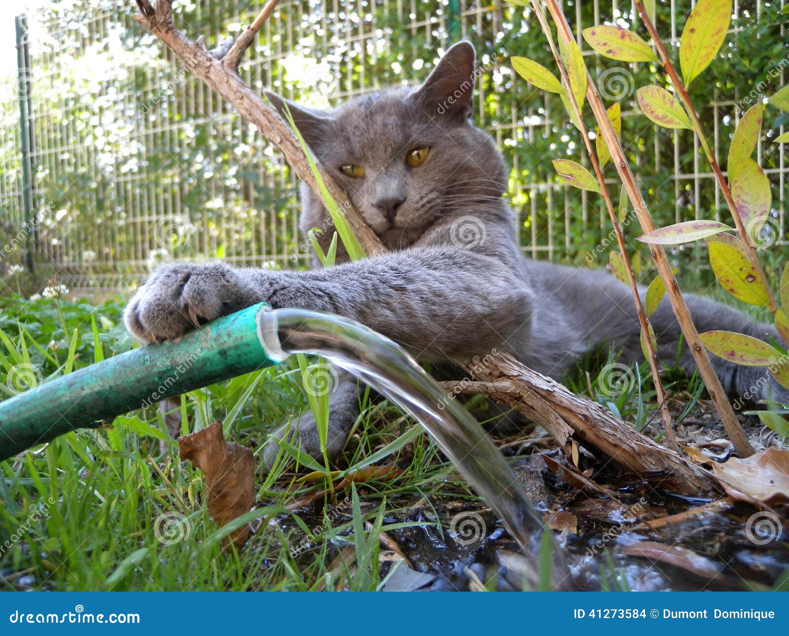 Grey cat stock photo. Image of plants, animal, outdoors 41273584