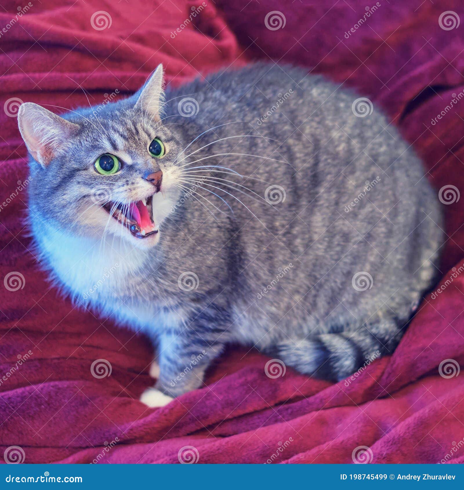 Grey Cat Scared and Hisses Angrily Sitting on a Red Bed, Closeup Stock