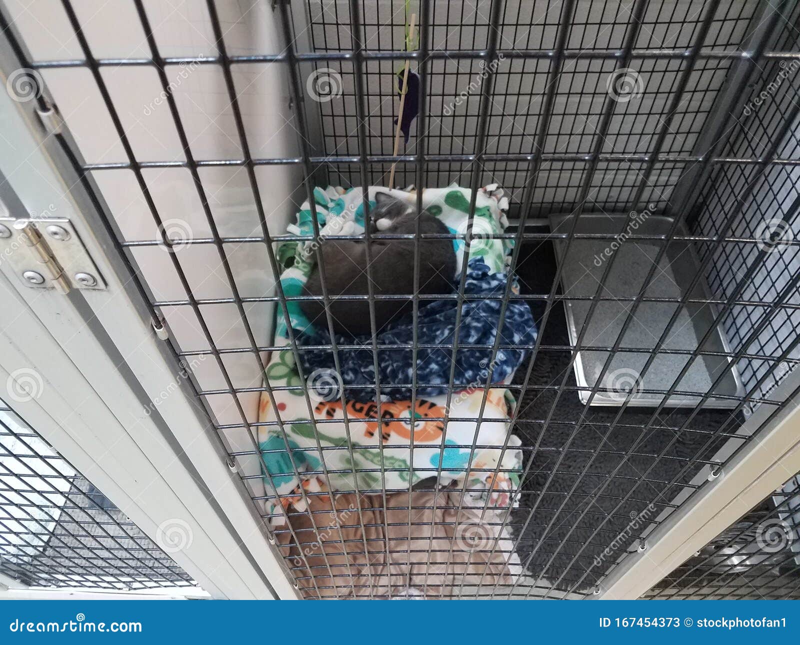 Grey Cat Sleeping on Bed in Cage with Blanket Stock Image Image of