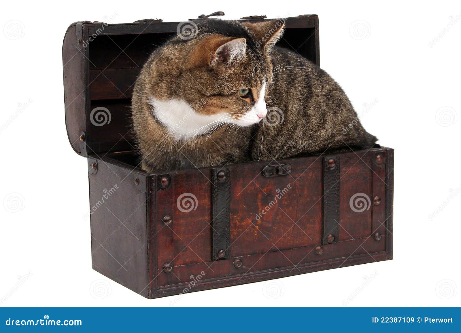 Grey Cat In Treasure Chest Royalty Free Stock Images Image 22387109