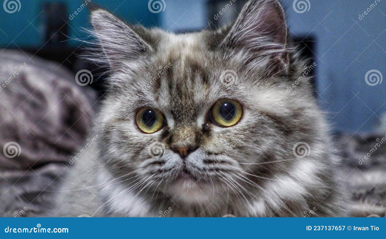 Grey female cheap cat