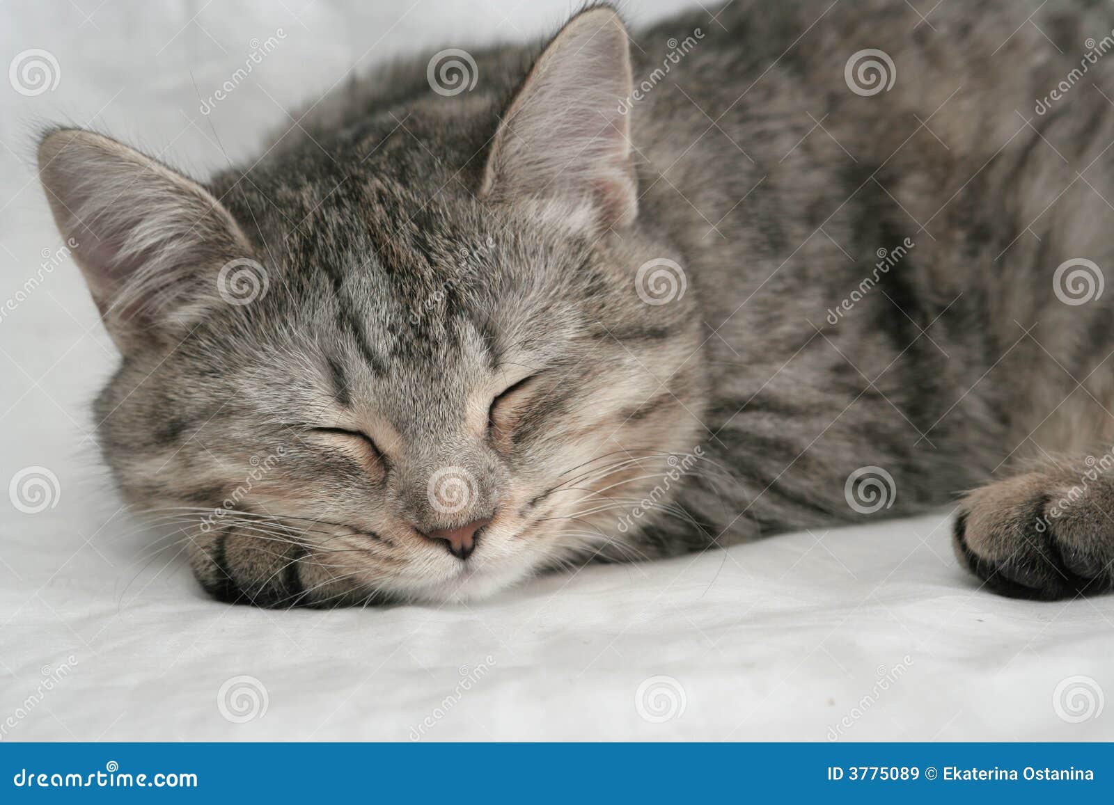 the grey cat which sleeps