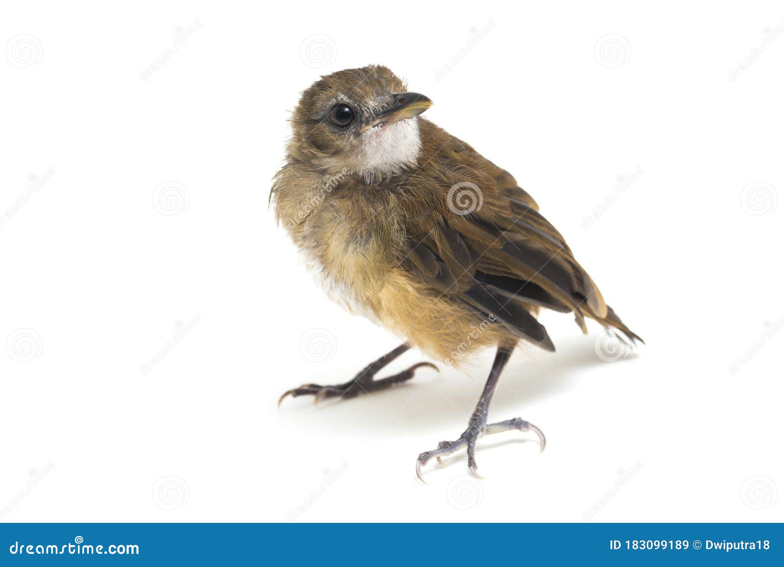 the grey-chested jungle flycatcher cyornis umbratilis  on white