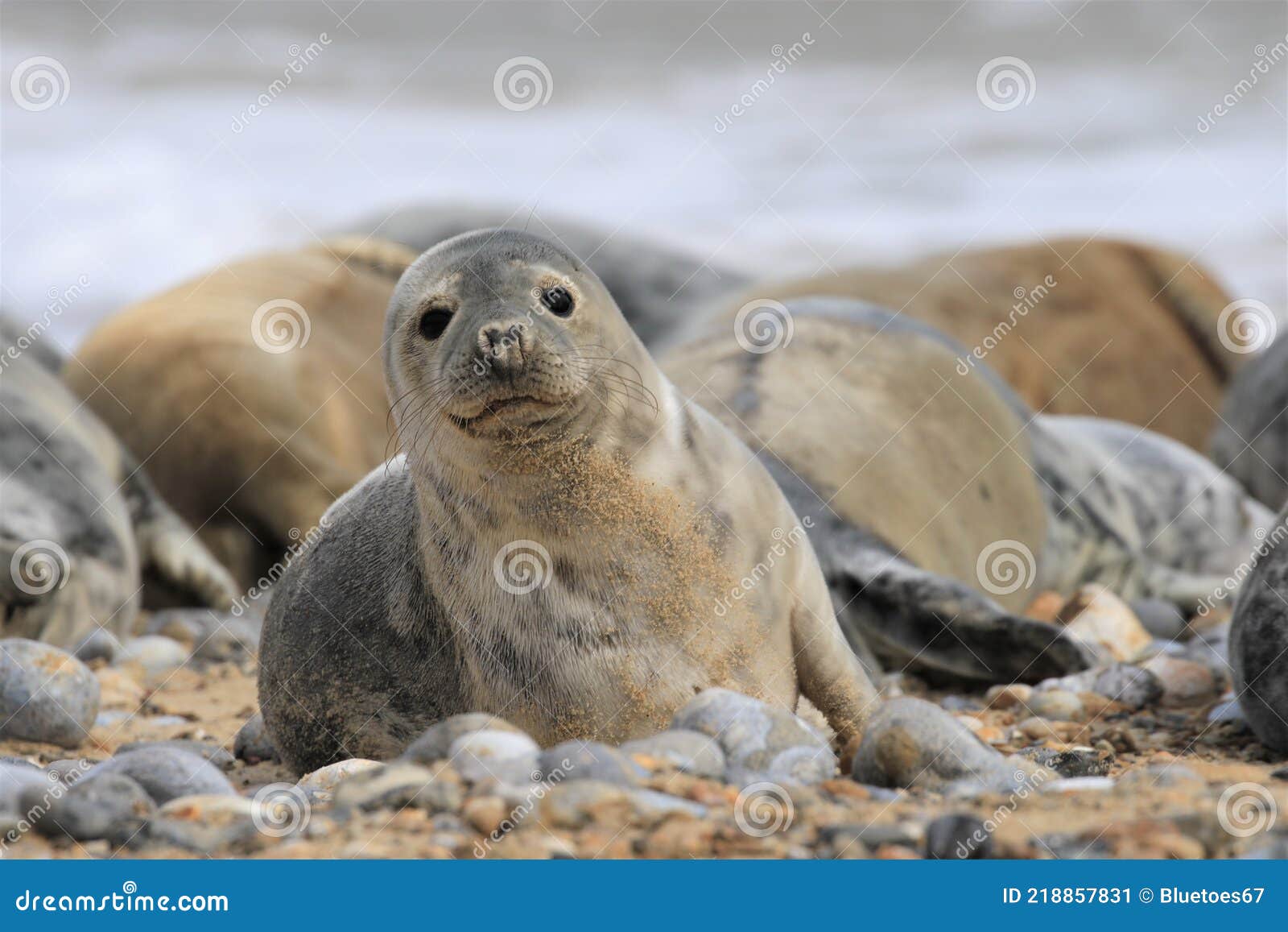 Grey Spotty Common Seal Pup on the Beach Stock Image - Image of beach, brown: 218857831 Grey Spotty Common Seal Pup on the Beach Stock Image - Image of beach, brown: 218857831