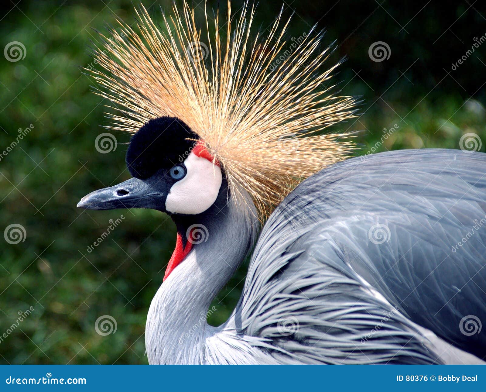 grey crowned crane