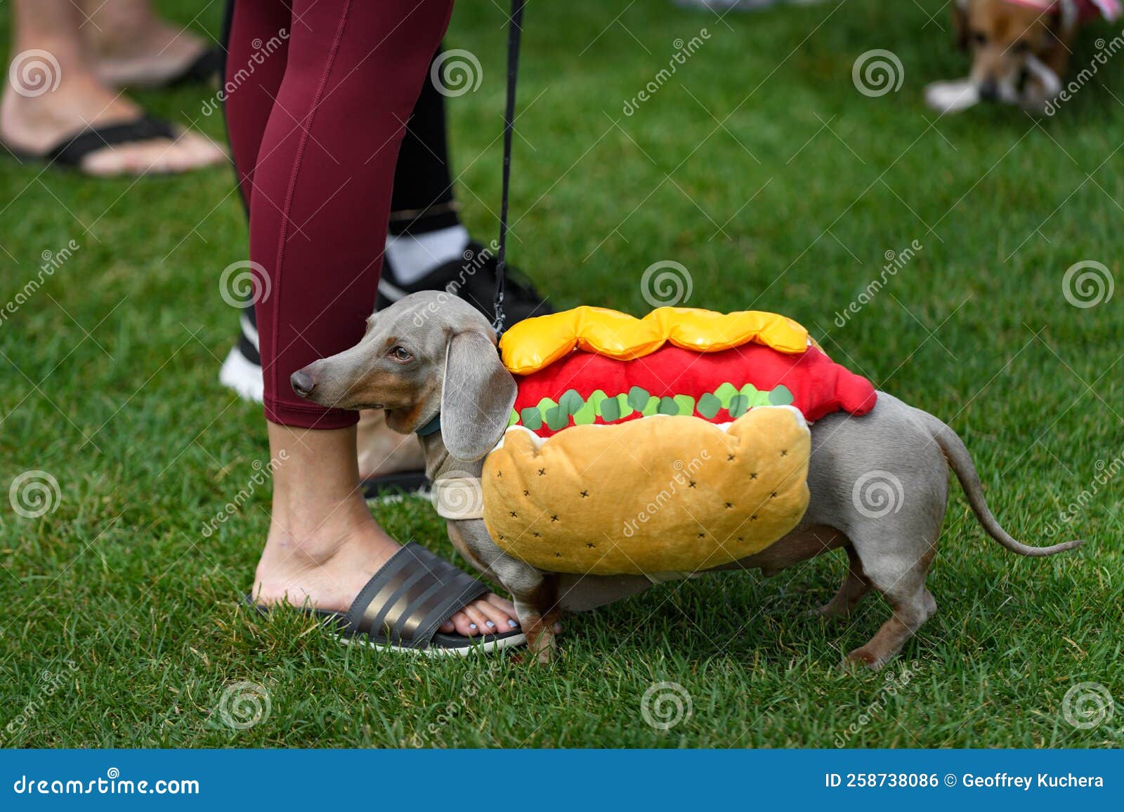 Grey Dachshund Stands with Handler in Hot Dog Costume Stock Photo