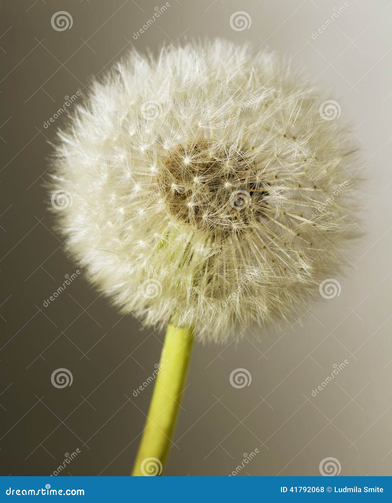Grey dandelion. stock photo. Image of white, gray, botanic 41792068