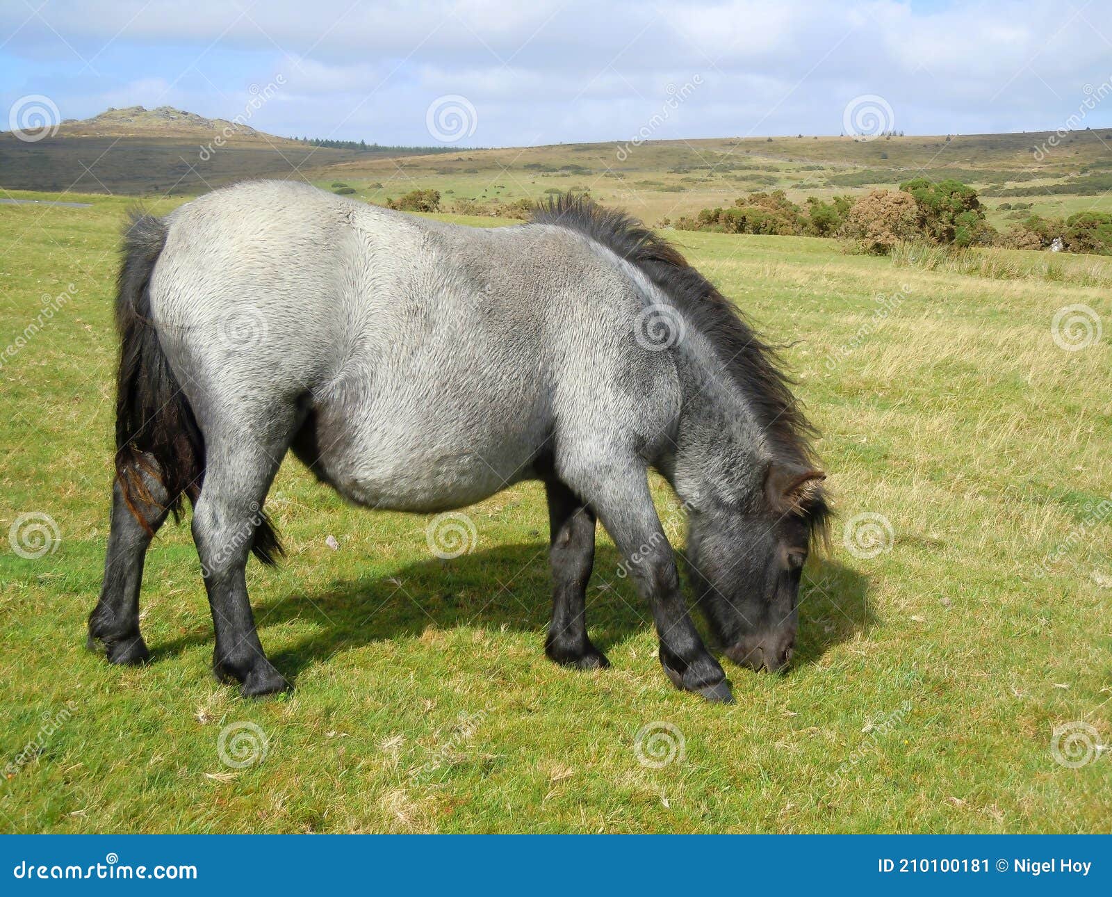 Grey Dartmoor Pony Grazing on Moorland Stock Image Image of devon