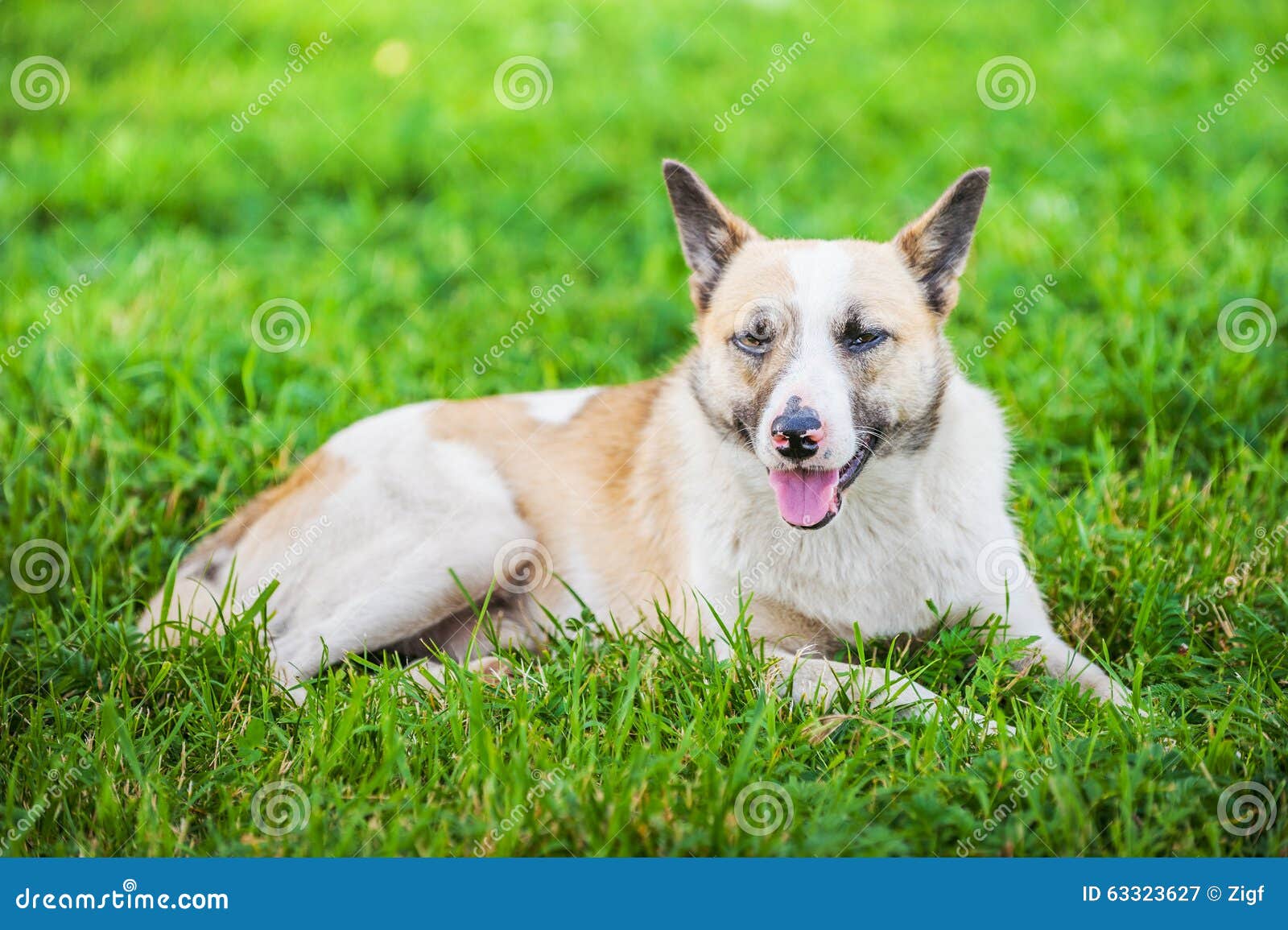 Grey dog stock image. Image of nature, green, head, golden 63323627