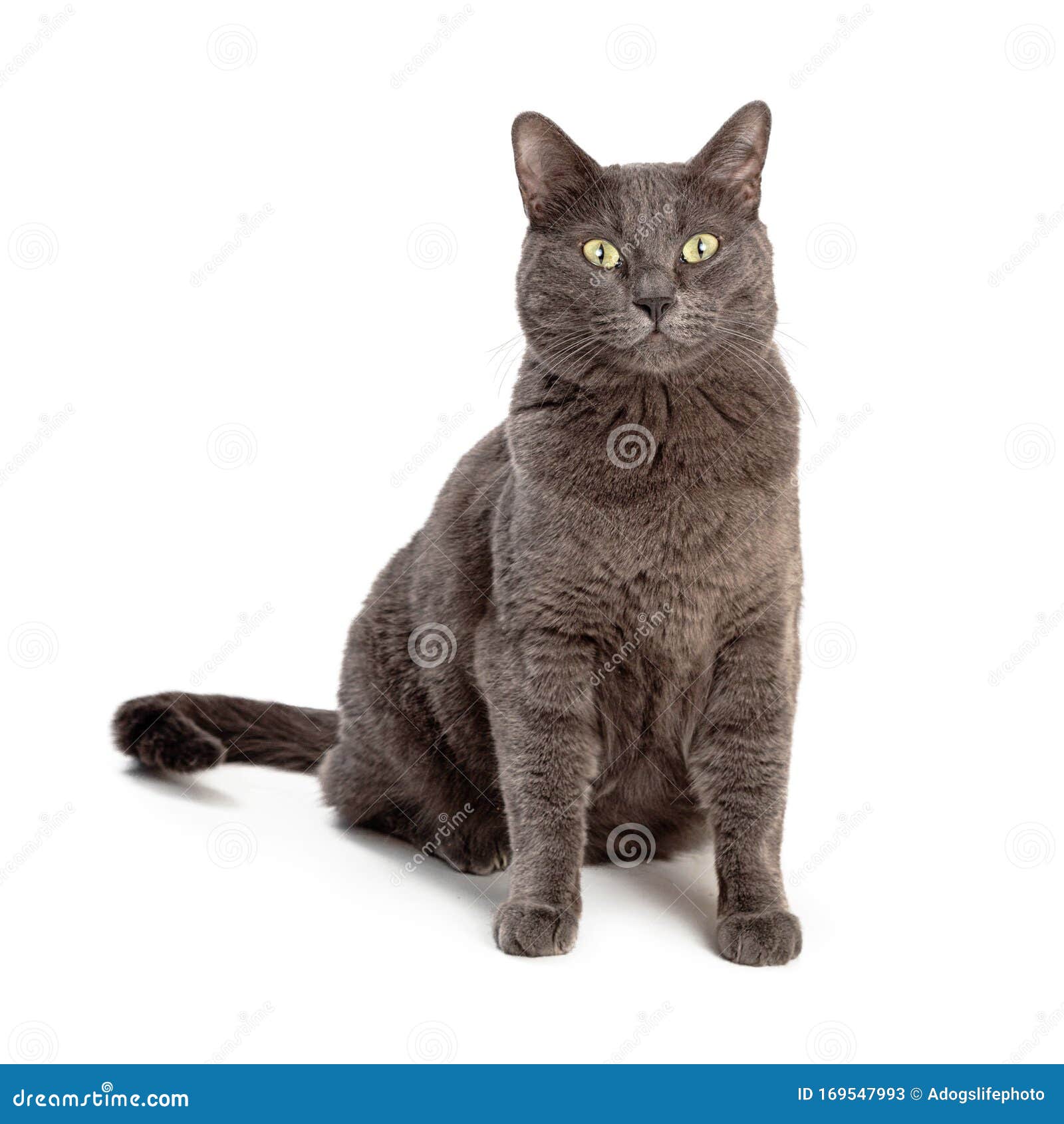 domestic shorthair grey