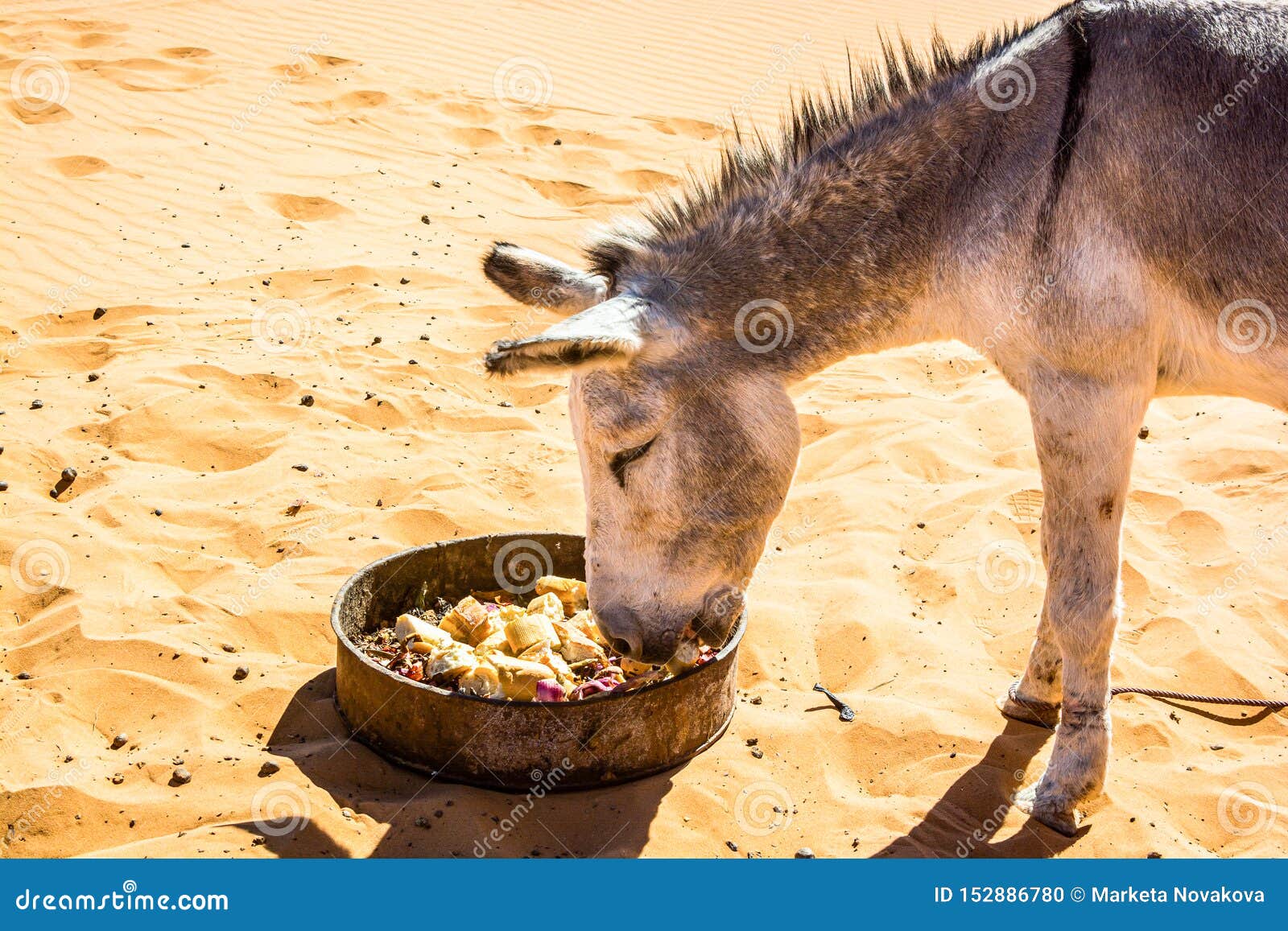 Grey Donkey Eating Food in Moroccan Desert Stock Photo Image of