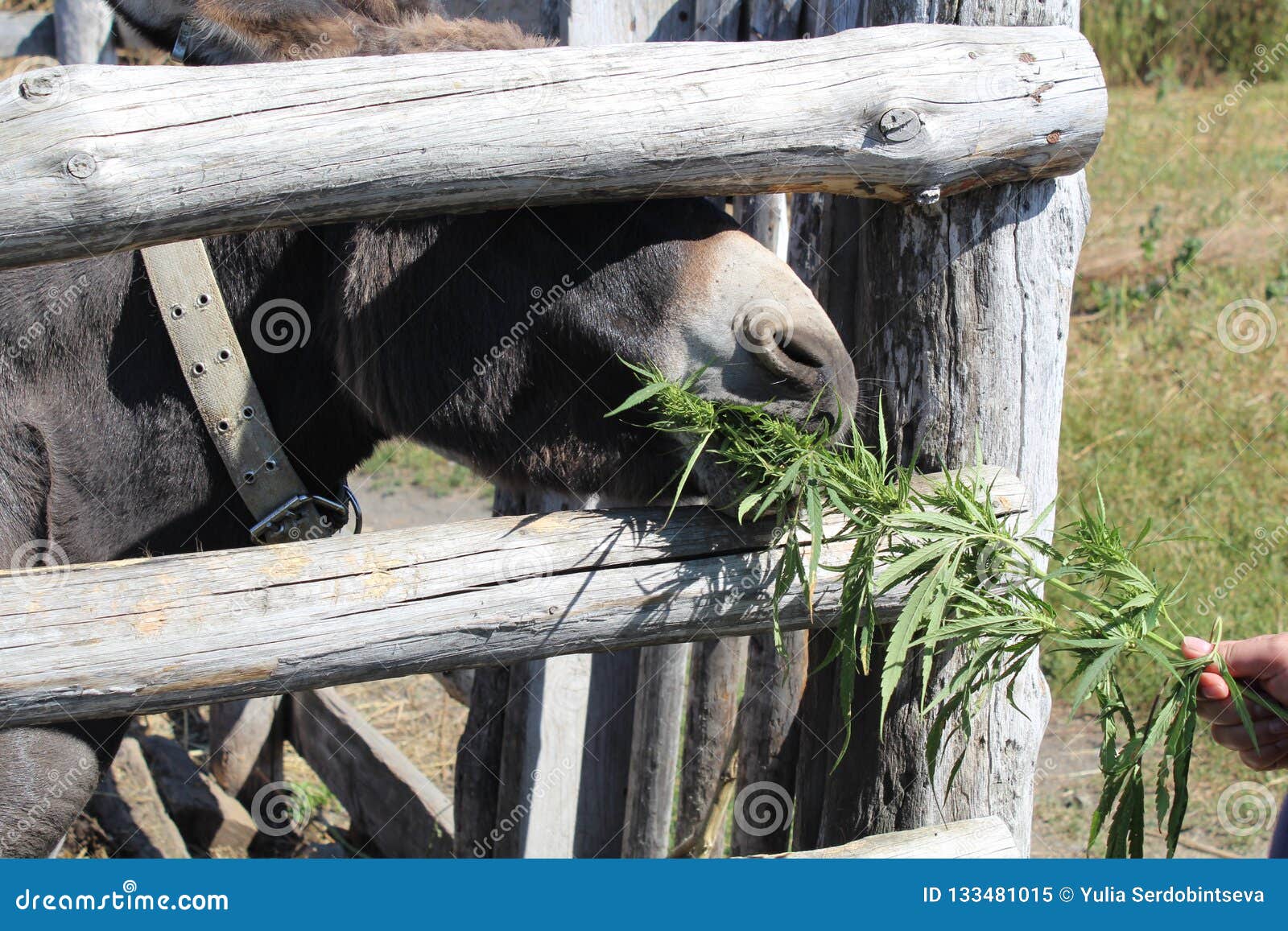 Grey Donkey Eats Cannabis from Behind the Fence. Stock Image Image of funny, corral 133481015