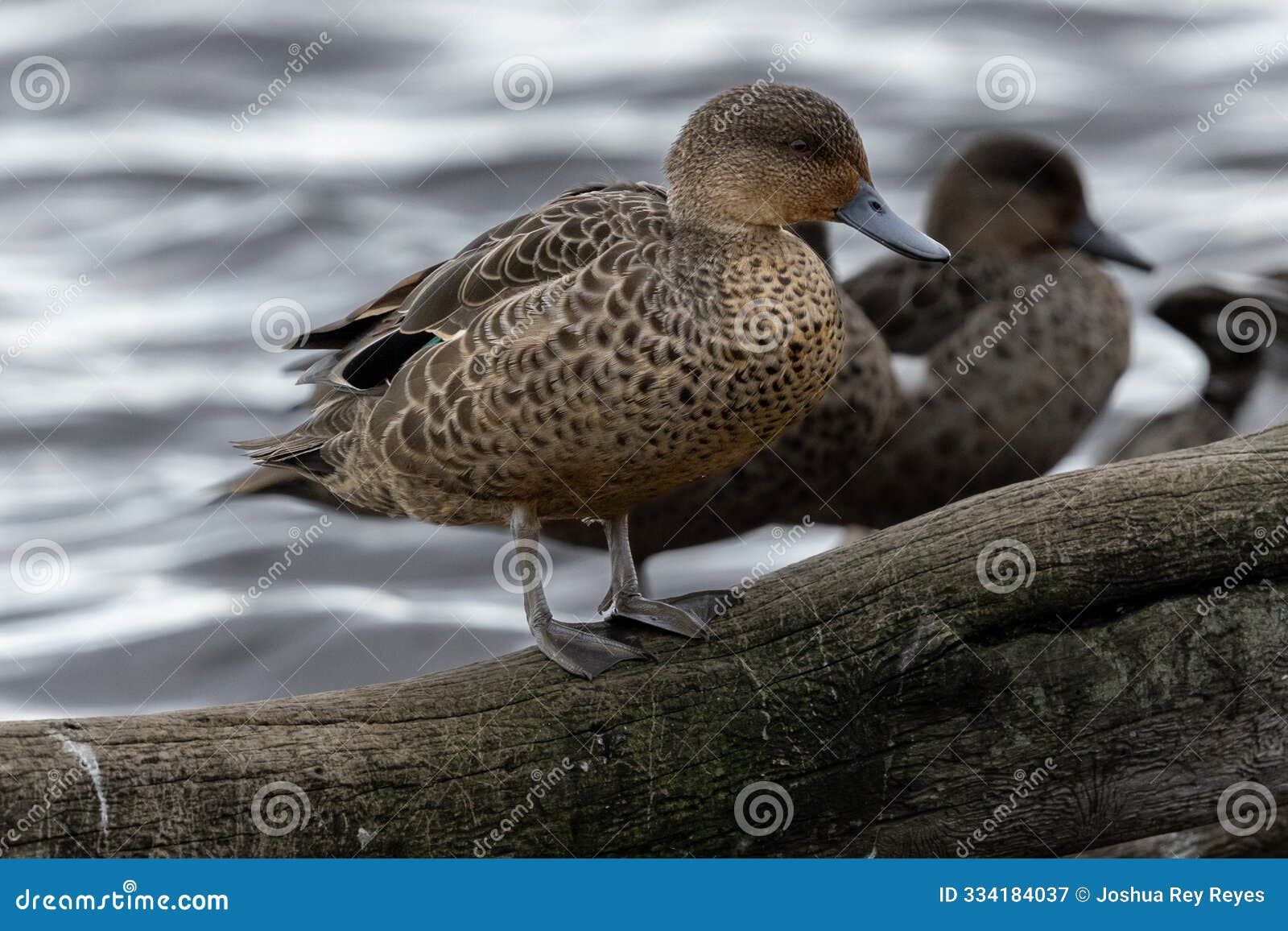 grey duck on tree bark