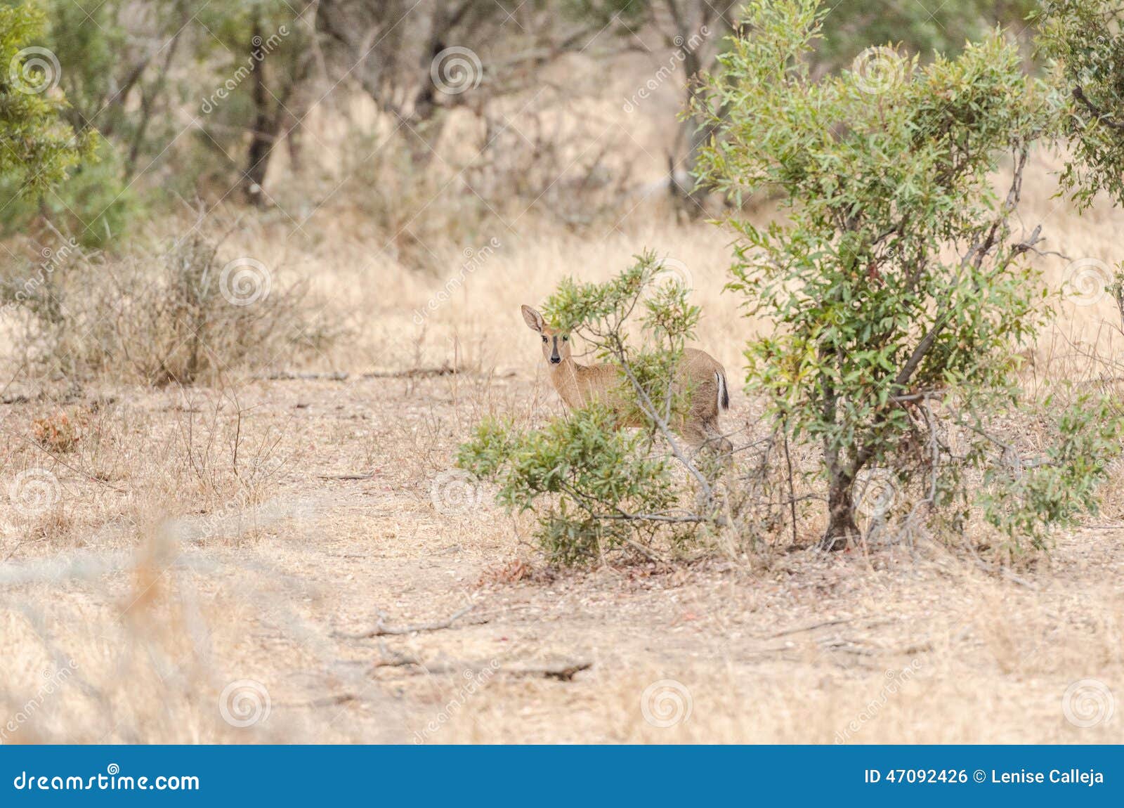 grey duiker in kruger park south africa