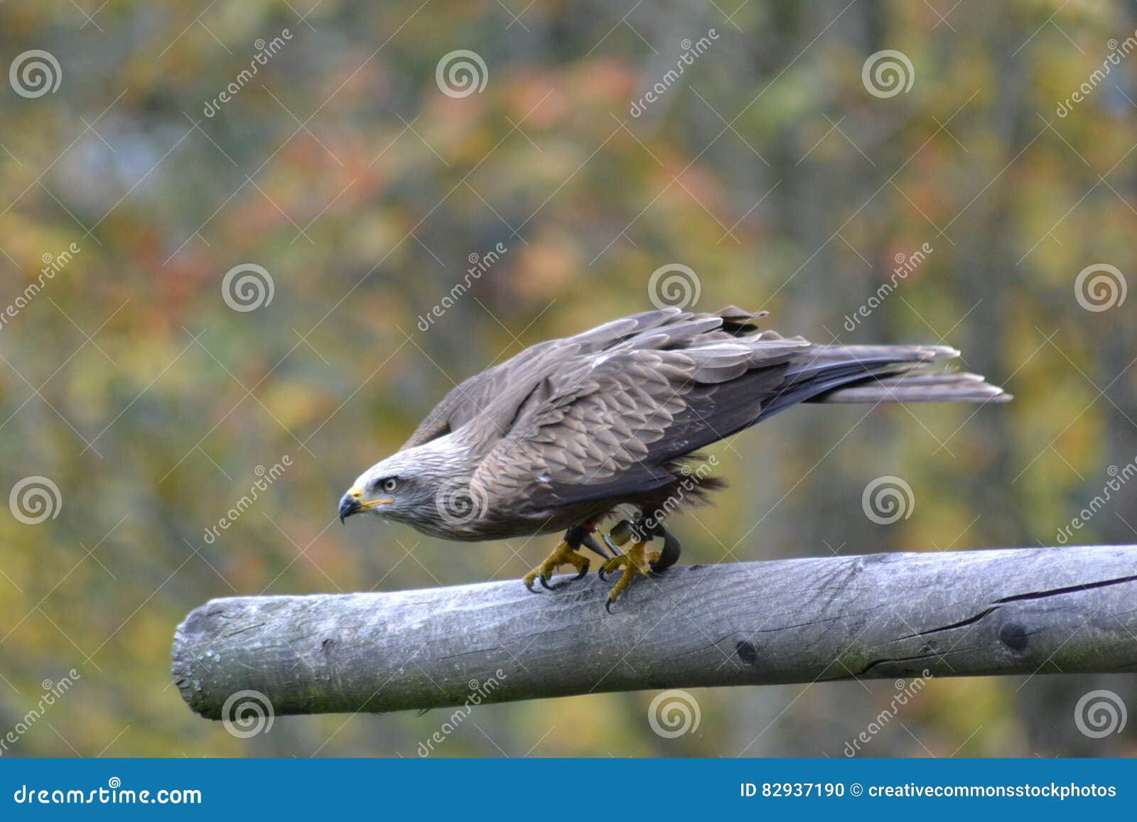 Grey Falcon Perched On Grey Branch In Selective Focus Photography