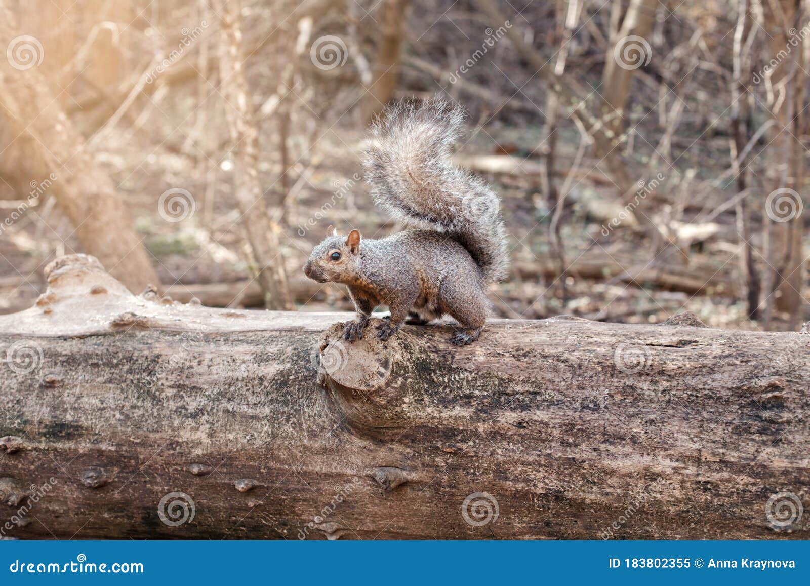 Grey Fat Squirrel with Thick Large Furry Tail Sitting on Tree in Park  Outside. Animal Wild Squirrel in a Forest Outdoor on Summer Stock Image -  Image of large, color: 183802355