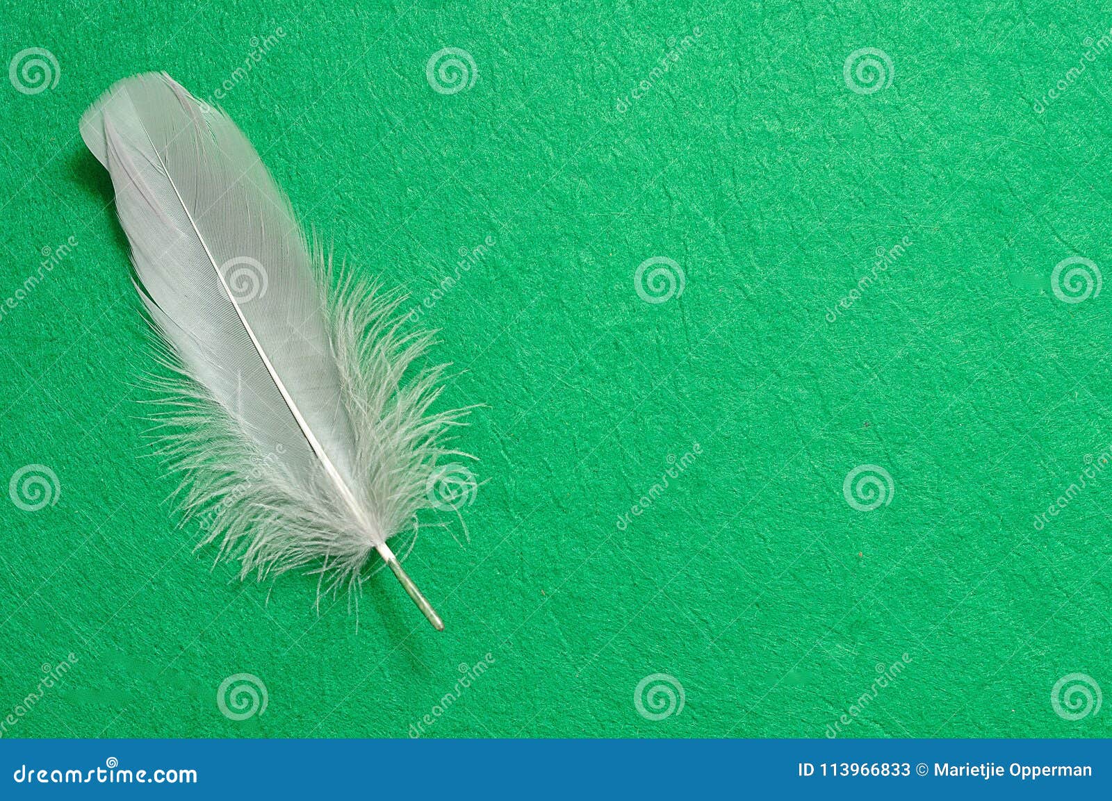 A grey feather stock image. Image of beauty, fluffy 113966833