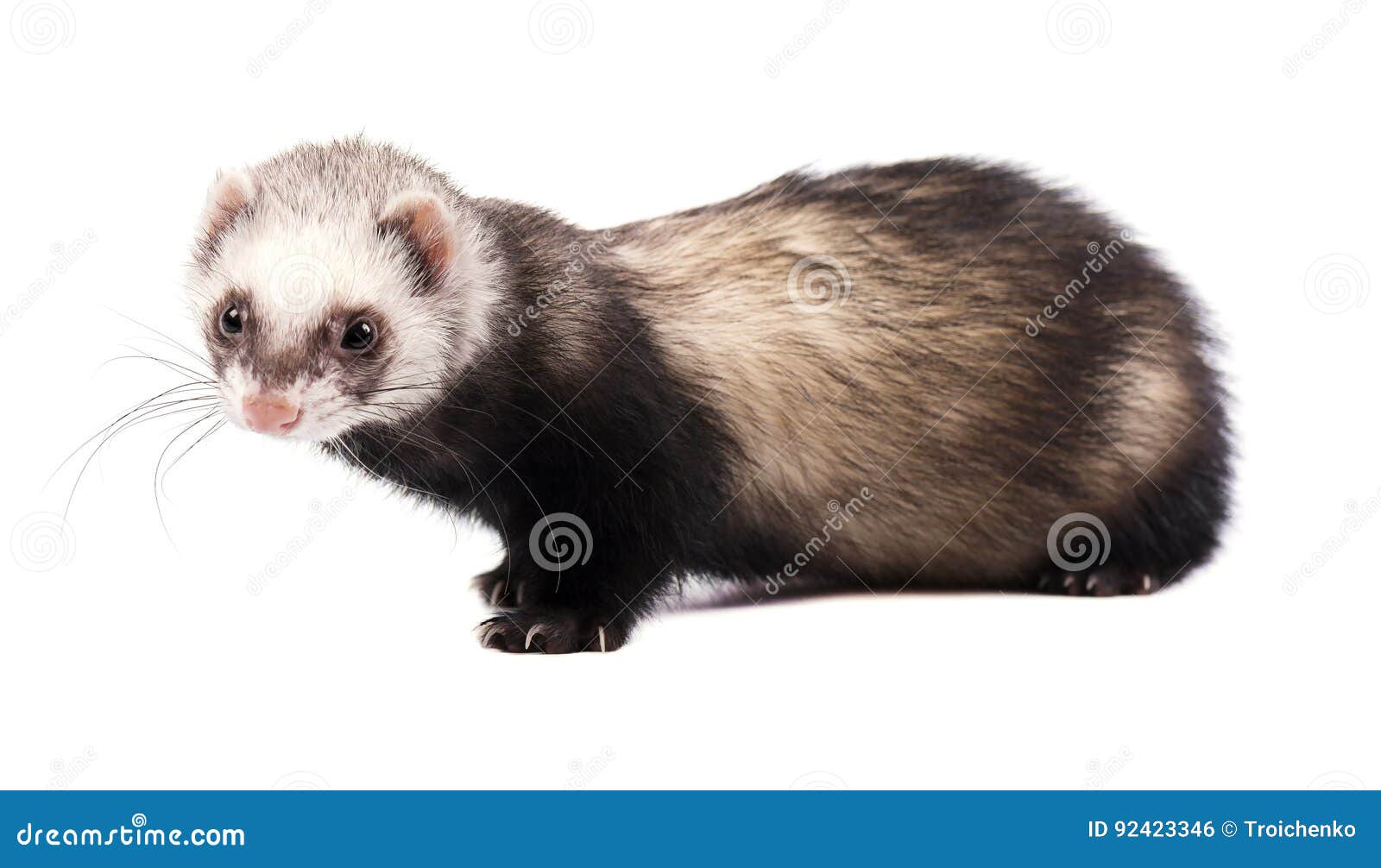 Grey Ferret in Full Growth, Isolated on White Background Stock Photo Image of alone