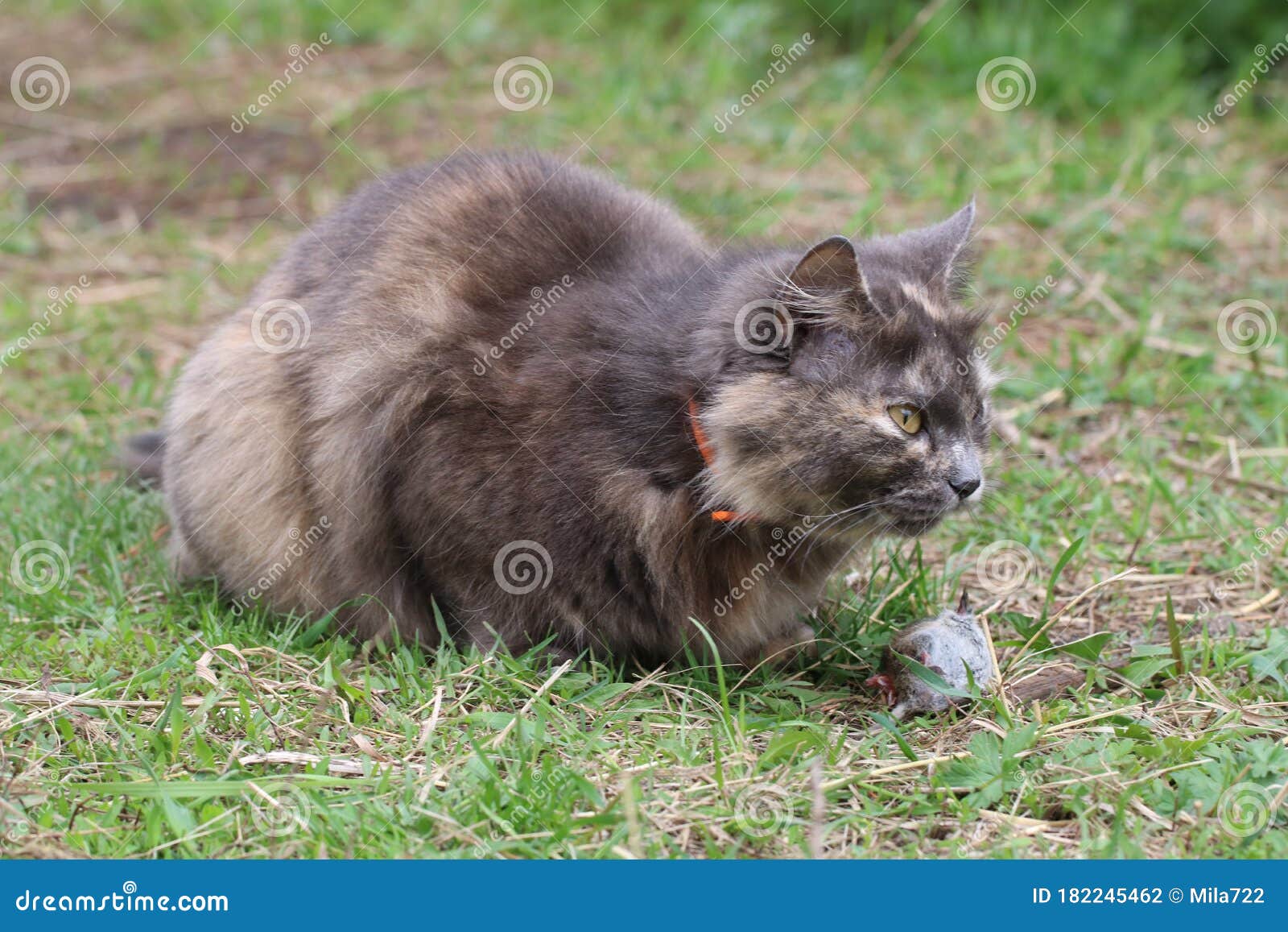 The Grey Fluffy Cat Caught a Mouse. the Cat is Eating a Mouse on Green
