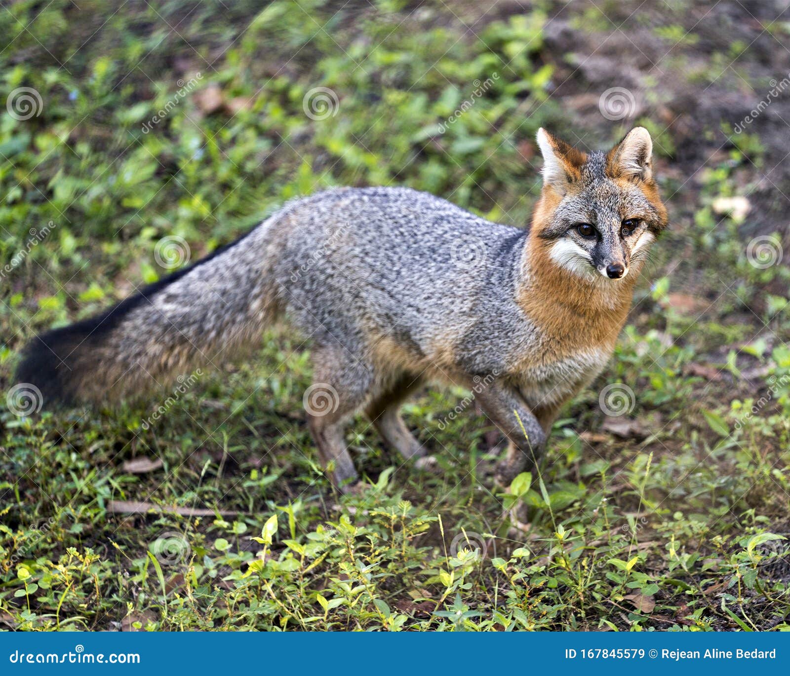 Grey Fox Animal Stock Photo. Grey Fox Close-up Profile in the Field. Grey Fox Bushy Tail. Grey Fox Portrait. Grey Fox Image. Stock Image - Image of outdoors, computer: 167845579 Grey Fox Animal Stock Photo. Grey Fox Close-up Profile in the Field. Grey Fox Bushy Tail. Grey Fox Portrait. Grey Fox Image. Stock Image - Image of outdoors, computer: 167845579