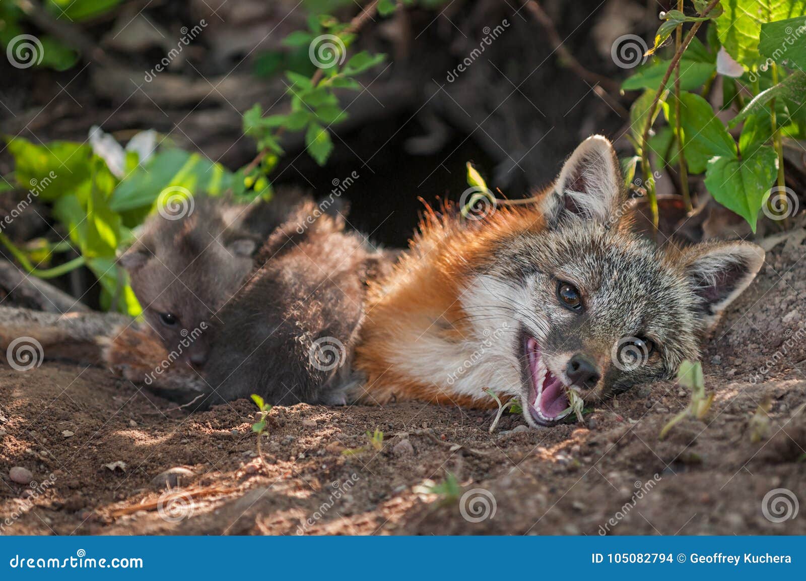 grey fox urocyon cinereoargenteus vixen with kits climbing ove