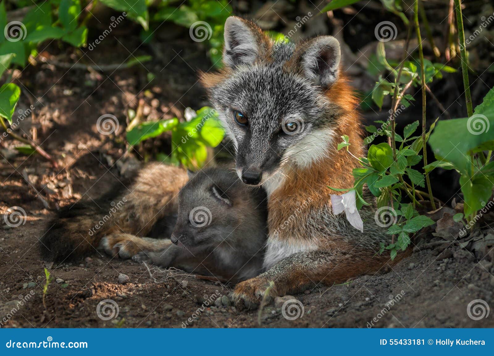 grey fox vixen & kit (urocyon cinereoargenteus) snuggle in den