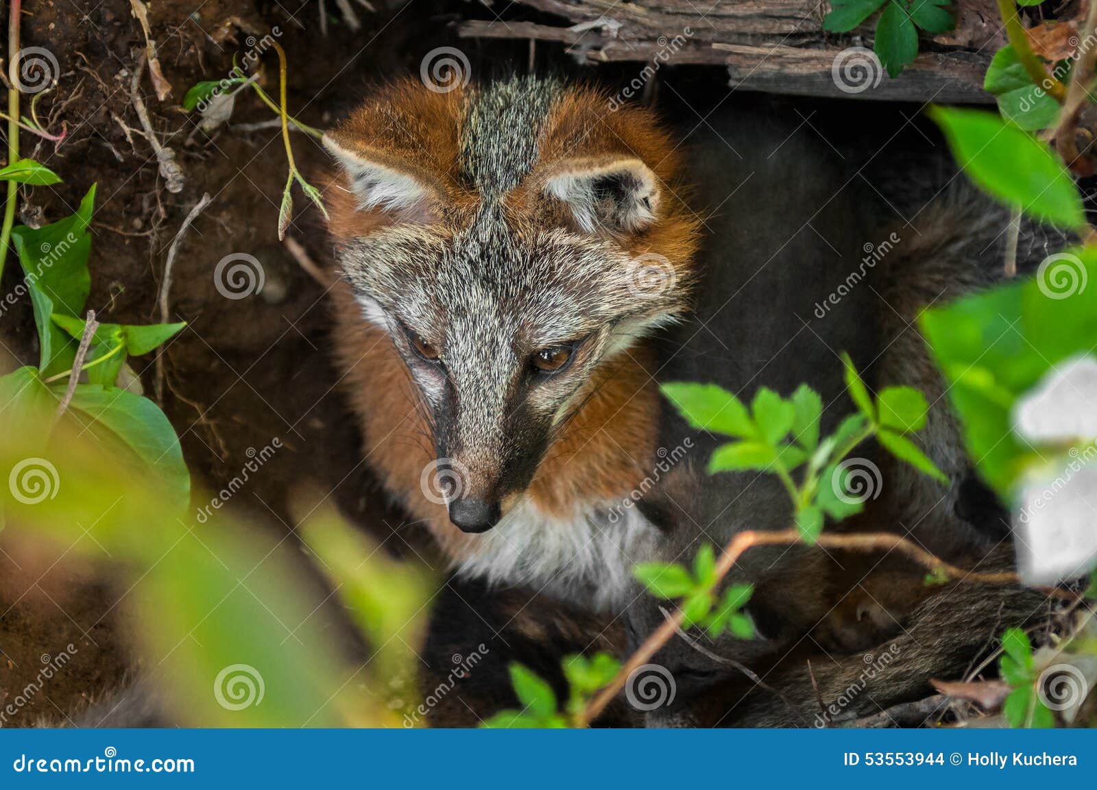 grey fox vixen (urocyon cinereoargenteus) and kit in den