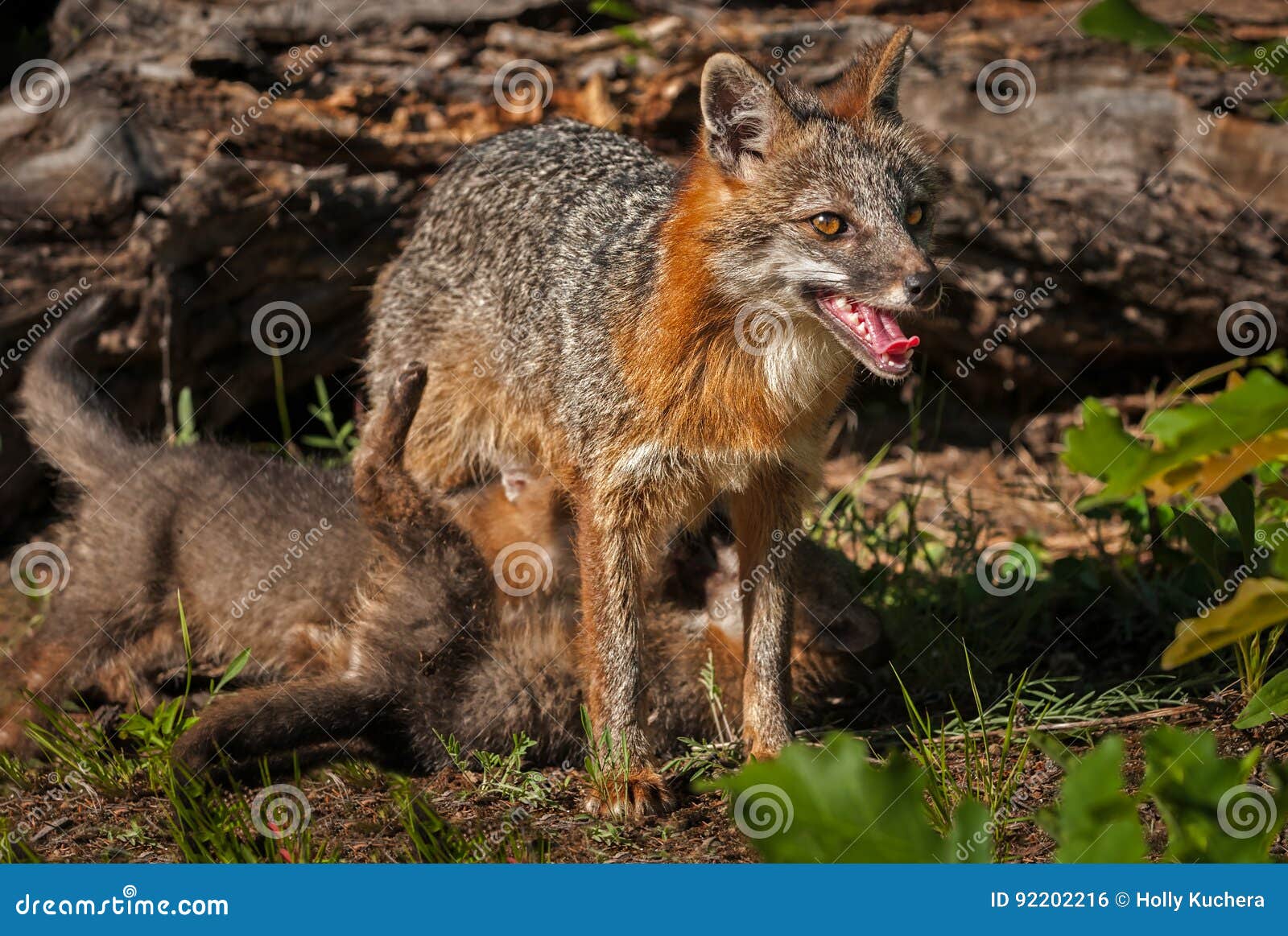 grey fox vixen urocyon cinereoargenteus with kits beneath her