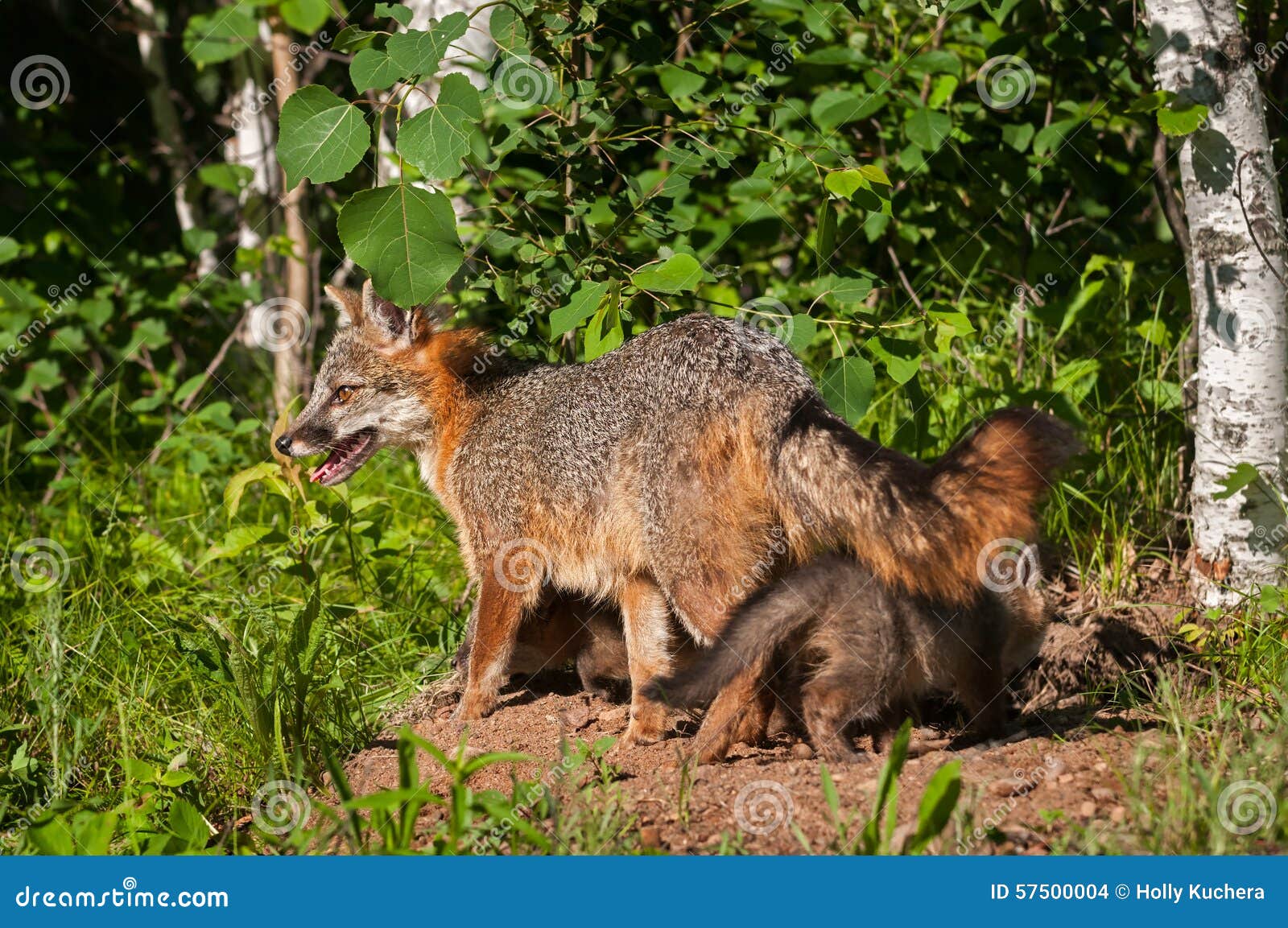 grey fox vixen (urocyon cinereoargenteus) with kits under her