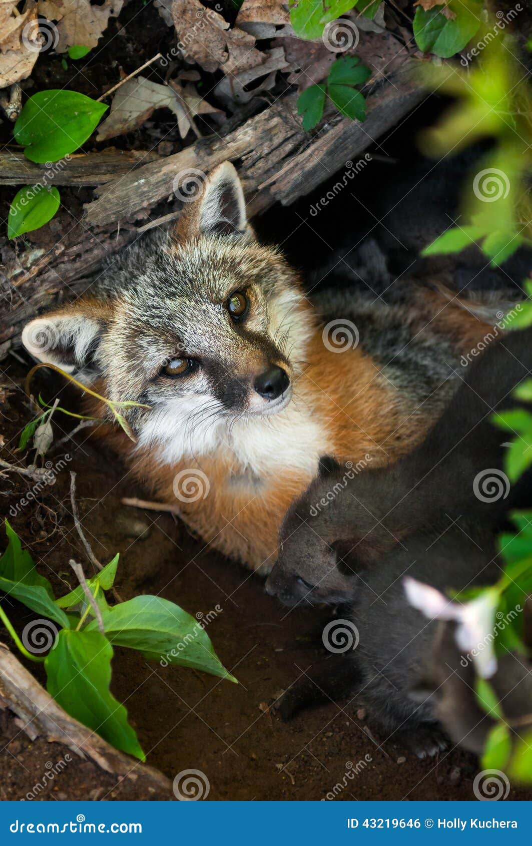 grey fox vixen (urocyon cinereoargenteus) lies in den with her k